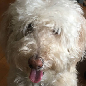 Meet your Posher, Jazzy